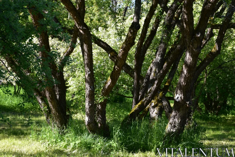 Intertwining Trees in Tranquil Forest Free Stock Photo