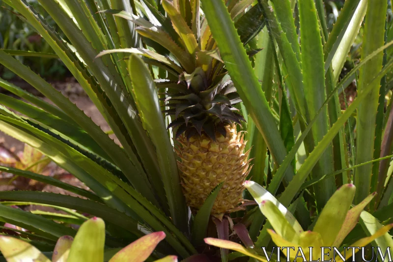 Tropical Pineapple in Garden Free Stock Photo