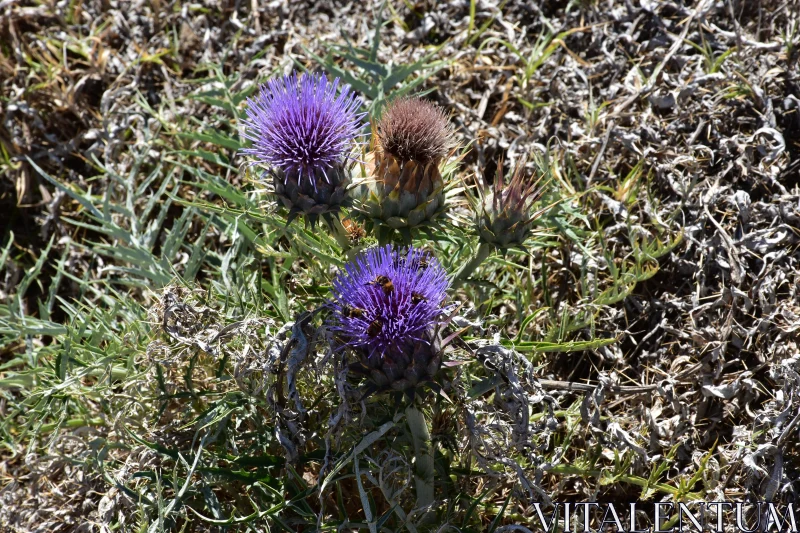 Resilient Thistles Amidst Drought Free Stock Photo