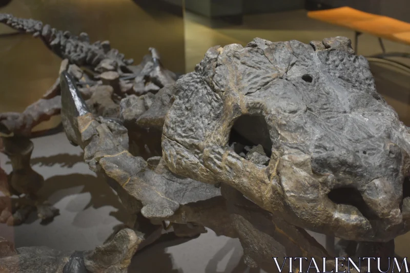 Dinosaur Fossil Display Free Stock Photo