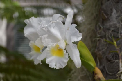 White Orchid Close-Up