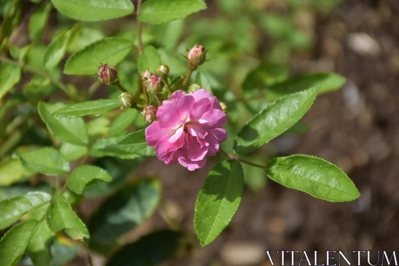 PHOTO Blooming Pink Rose with Green Leaves