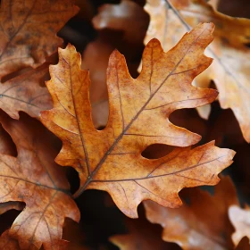 Detailed Autumn Oak Leaf with Warm Colors