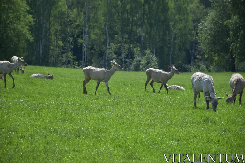 PHOTO Harmony in Nature with Grazing Deer