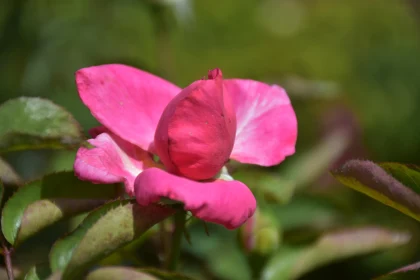 Stunning Pink Rose Bud with Lush Leaves