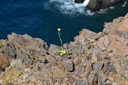 Flower on Cliff's Edge