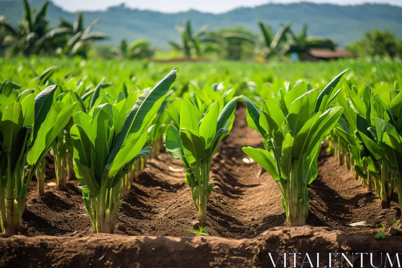 Agricultural Field with Green Plants AI Image