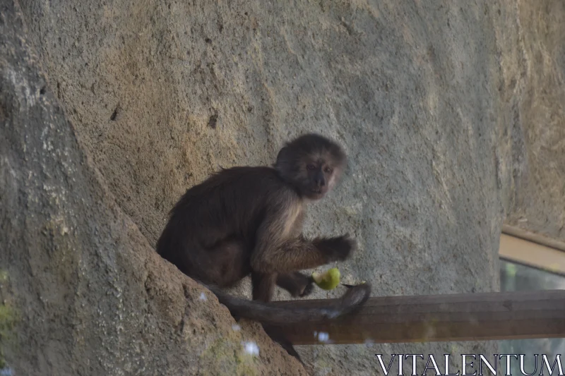 PHOTO Monkey on Wood with Fruit