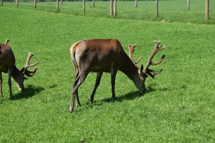 Serene Scene of Grazing Deer