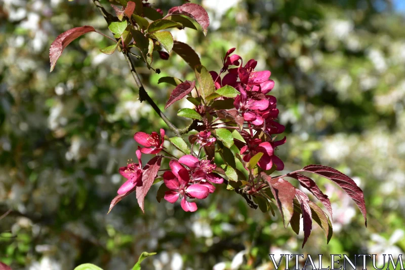 PHOTO Pink Blossoms in Sun