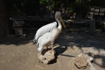 Pelican in Outdoor Setting