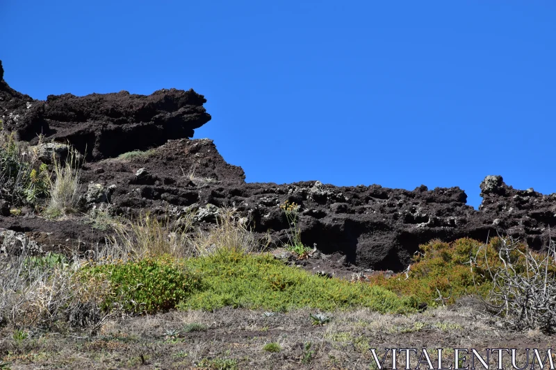 PHOTO Textured Rocks and Vegetation