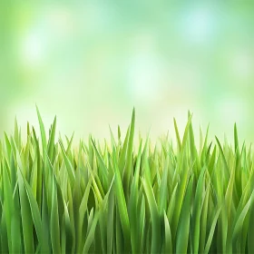 Lush Green Grass Against Light Background