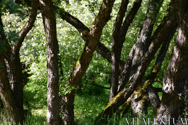 Tranquil Woodland Moment Free Stock Photo