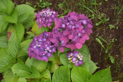 Pink Hydrangea Beauty