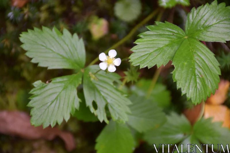 Wildflower in Natural Habitat Free Stock Photo