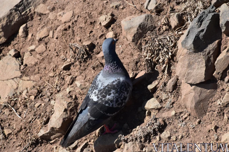 PHOTO Pigeon Among Rocks