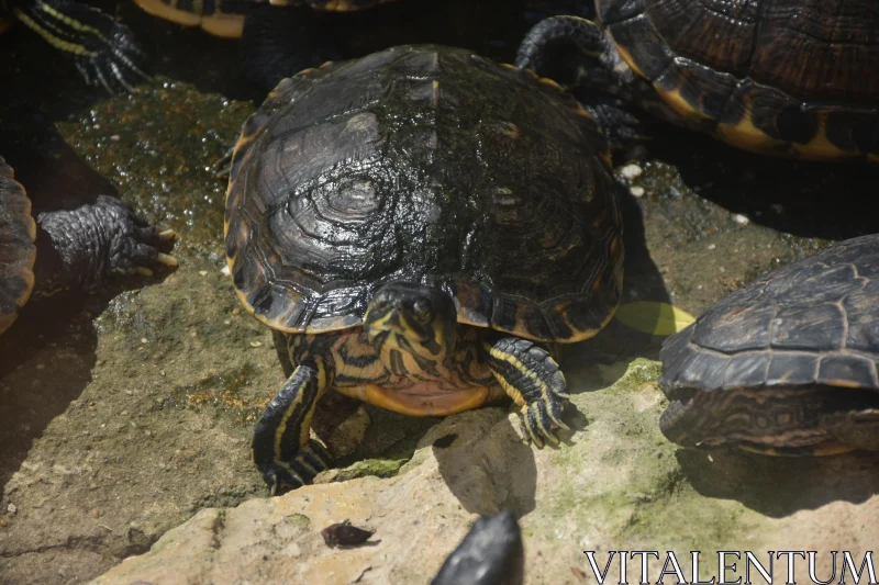 PHOTO Sunlit Turtle on Rocky Surface