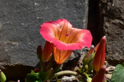 Vibrant Blooming Trumpet Flower Free Stock Photo