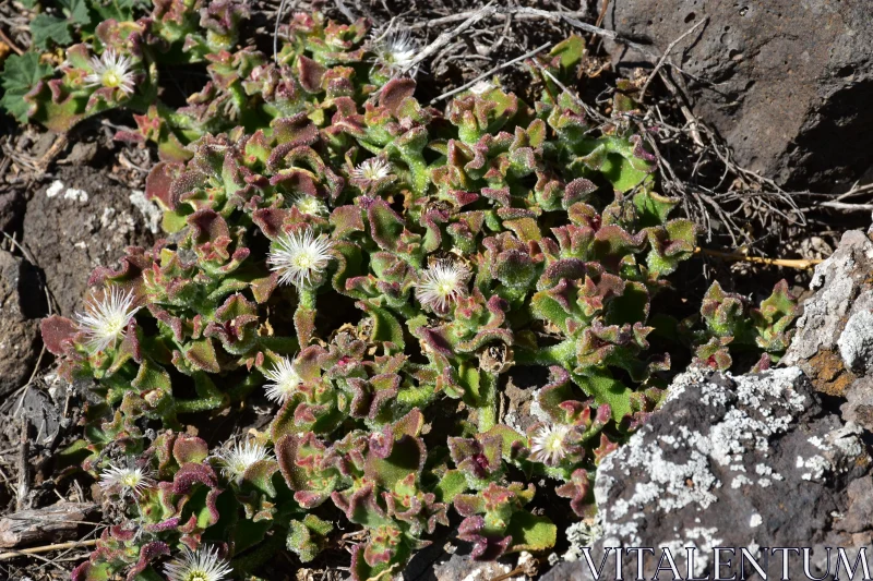 PHOTO Shimmering Succulents