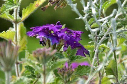 Purple Blooms in Garden Setting