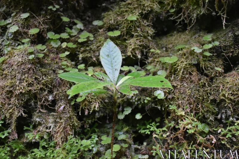 Sprouting Leaves on Mossy Ground Free Stock Photo