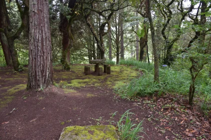 Peaceful Forest Scene with Mossy Details