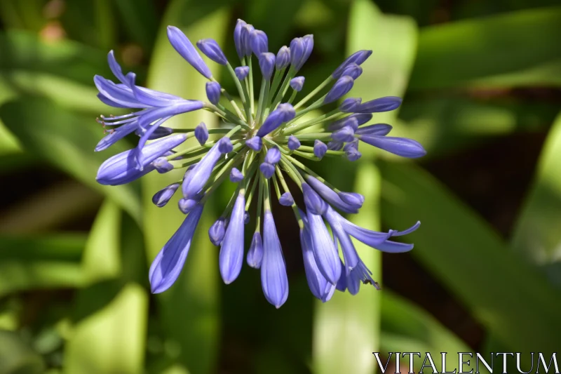 Star-shaped Purple Blossom Free Stock Photo