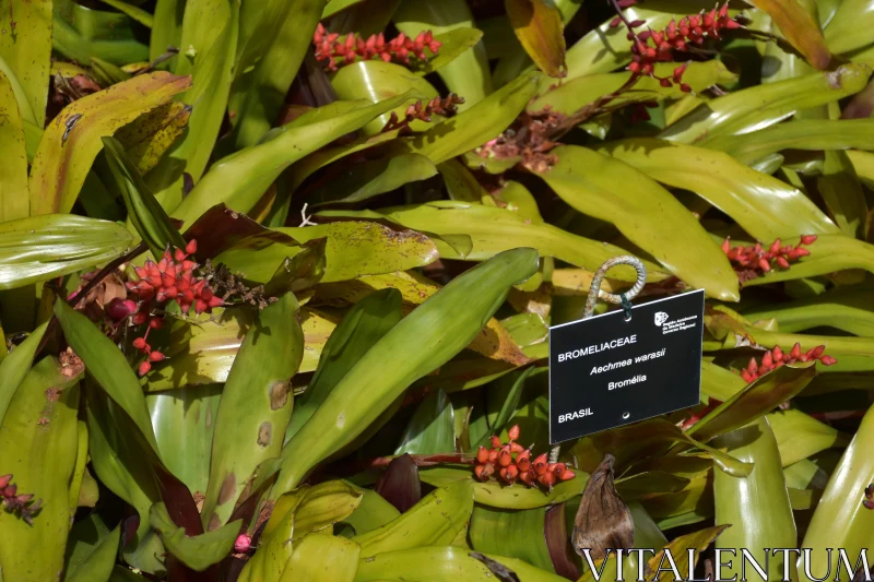 Tropical Bromeliad and Foliage Showcase Free Stock Photo