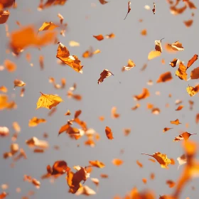 Graceful Fall of Orange Leaves