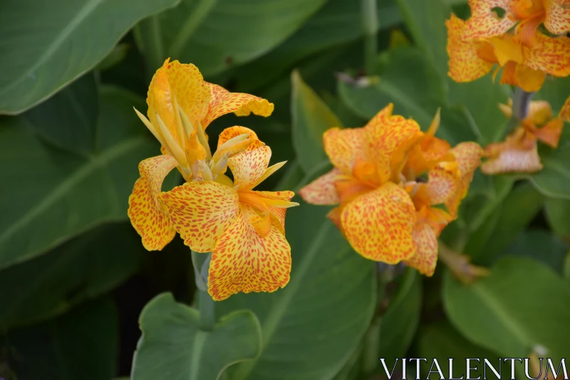 PHOTO Vivid Floral Display