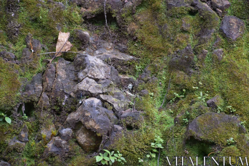 Nature's Texture: Moss and Rock Harmony Free Stock Photo