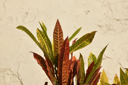 Spectrum of Tropical Foliage