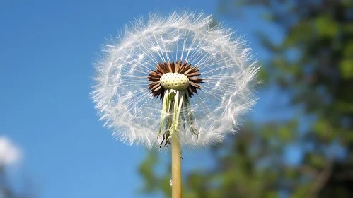 Ethereal Dandelion Seedhead Close-Up