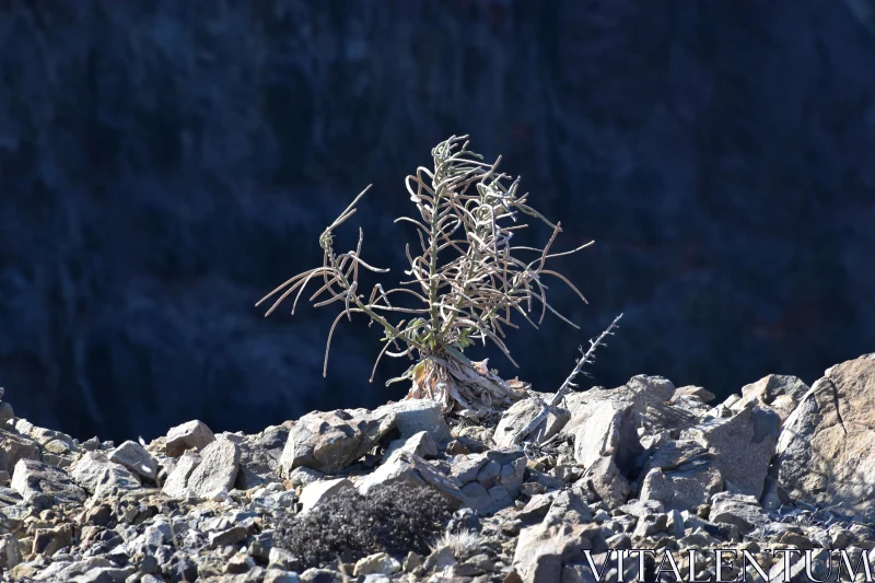 Resilient Flora Amidst Arid Terrain Free Stock Photo