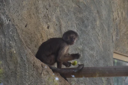 Monkey on Wood with Fruit