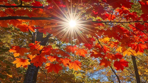 Sunlight Piercing Through Autumn Foliage