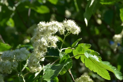 Gentle White Flora Amidst Vibrant Leaves