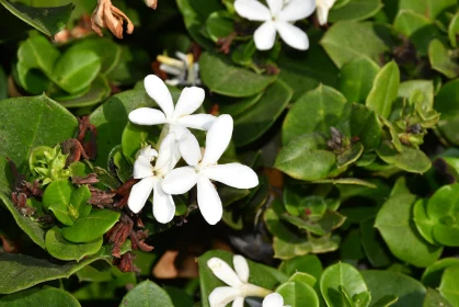 Serene White Blossoms