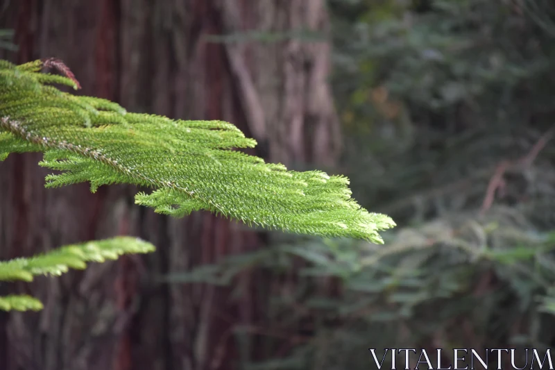 PHOTO Peaceful Greenery in a Serene Woodland