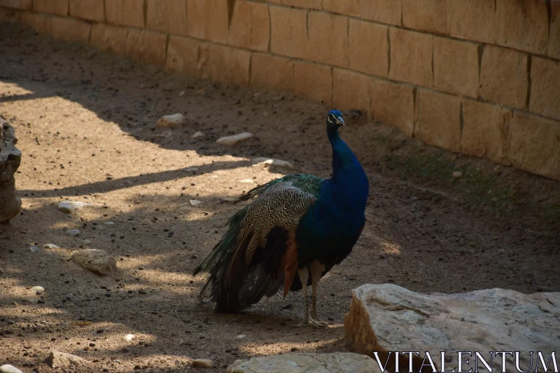 PHOTO Peacock with Vibrant Plumage