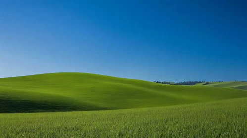 Peaceful Green Field Landscape