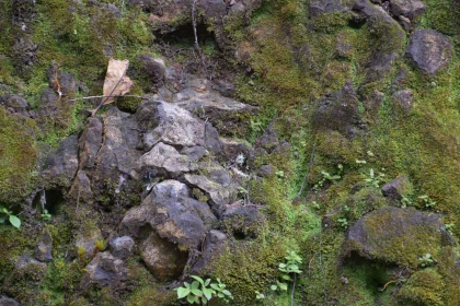 Nature's Texture: Moss and Rock Harmony