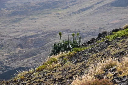 Rocky Hillside with Sparse Vegetation