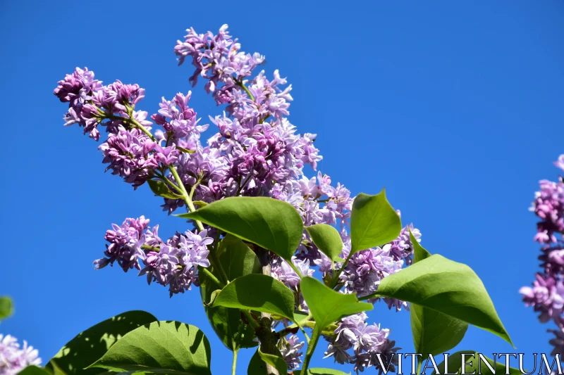 Lilac Flowers in Springtime Free Stock Photo