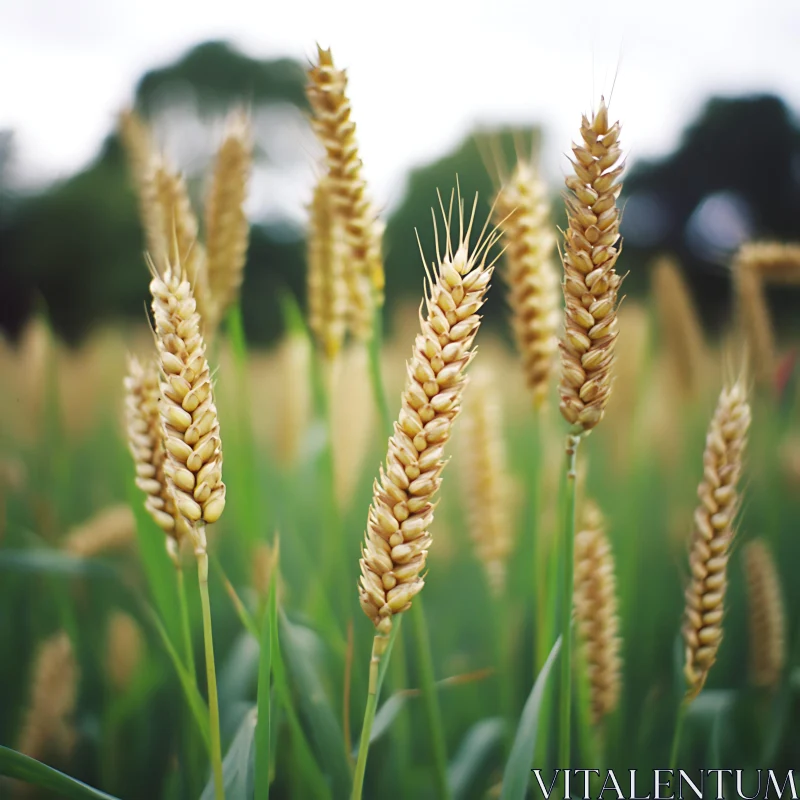 Ripe Wheat Stalks in Summer Field AI Image