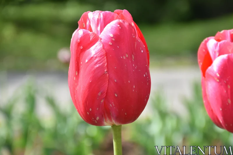 Speckled Red Tulip Free Stock Photo