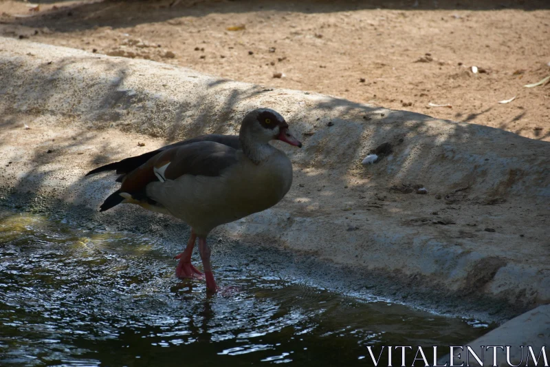 Graceful Waterfowl at the Pond Free Stock Photo