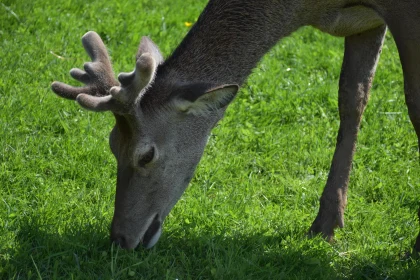 Deer Feeding in Green Pasture