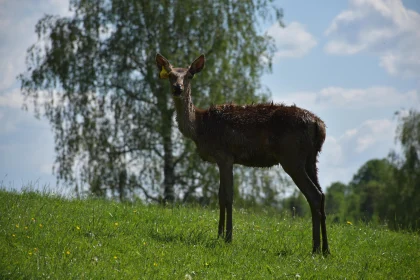 Deer on a Green Hill